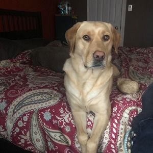 Meet your Posher, Barry